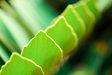 Natural green plants landscape   wallpaper, Closeup nature view of green leaf in garden at summer...