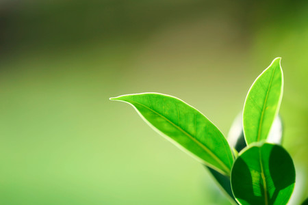 Natural green plants landscape, Closeup nature view of green leaf in garden at summer under sunlight