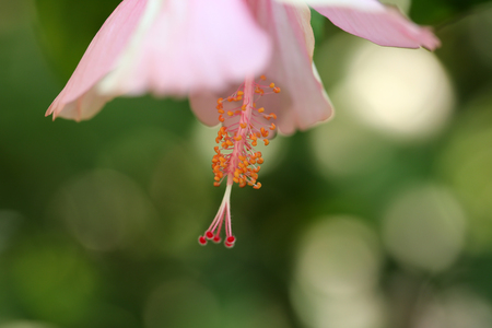 Flowers carpel nature soft focus closeup blur background pollen, Hibiscus pink and white flower.の写真素材