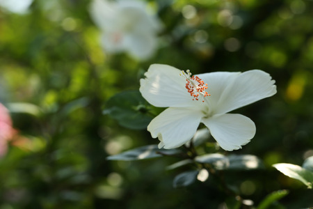 Flowers carpel nature soft focus closeup blur background pollen, Hibiscus pink and white flower.の写真素材