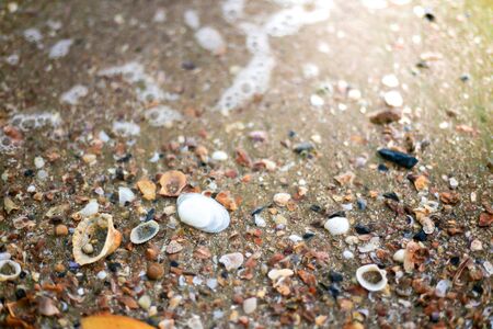 seashell on the sandy beach with ocean tidal waves breaking on a sand beach splashingの写真素材
