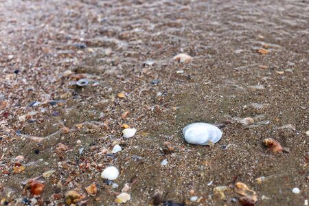 seashell on the sandy beach with ocean tidal waves breaking on a sand beach splashingの写真素材