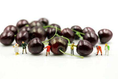 Miniature people : housekeeper with cherrys,cherry month concept.の写真素材