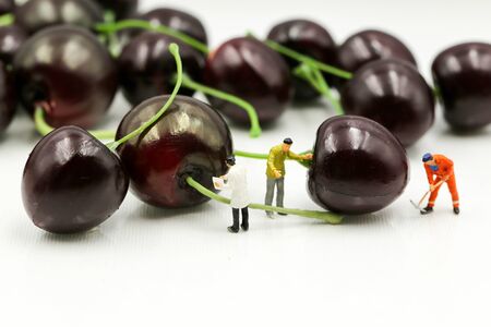 Miniature people : housekeeper with cherrys,cherry month concept.の写真素材