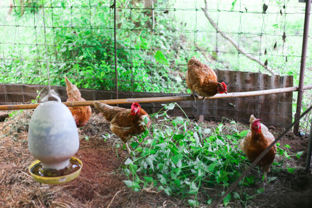 Blur of Eggs Chickens ,hens in cages industrial farm,soft focus Blur focus