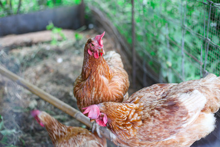 Chickens Free range organic  poultry in a country farmの写真素材