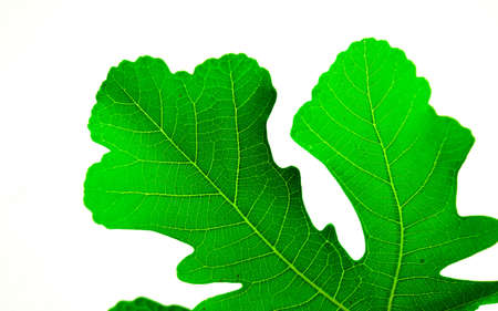 The fig leaves on a white background is not full.の写真素材