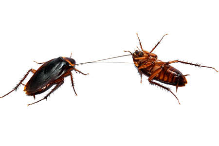 Roach dead On a white background