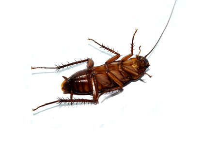 Roach dead On a white backgroundの写真素材
