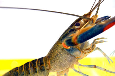 Shrimp Beautiful in Cabinets, Mirrorsの写真素材