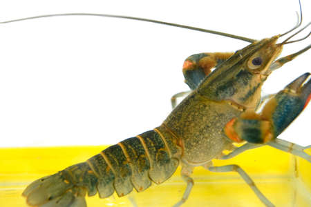 Shrimp Beautiful in Cabinets, Mirrorsの写真素材