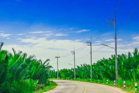 The road in the forest, green,and sky, bright.の写真素材