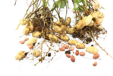 farmer harvest peanut on agriculture plantation, Harvest of Peanut Plants.の写真素材