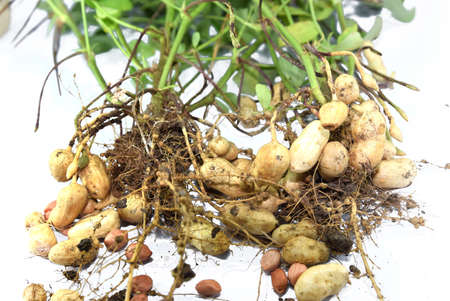 farmer harvest peanut on agriculture plantation, Harvest of Peanut Plants.の写真素材