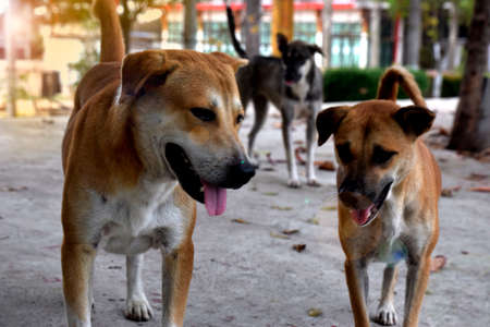 Three stray dogsの写真素材