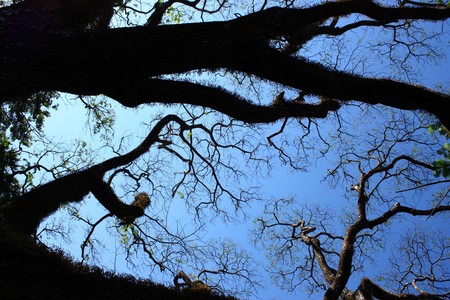 Big tree branches silhouette on clear blue sky