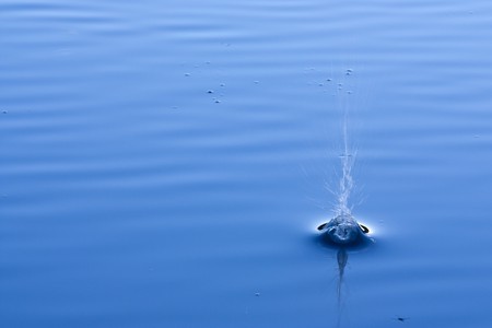 water splash on the lake