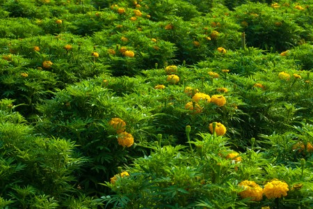 Marigold flowers plantationの写真素材