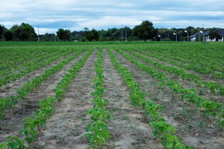 Bean field plantationの写真素材