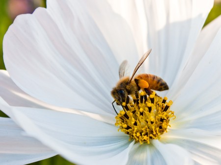 Bee working on white cosmos flowerの写真素材