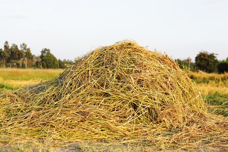 Pile of Rice Hayの写真素材