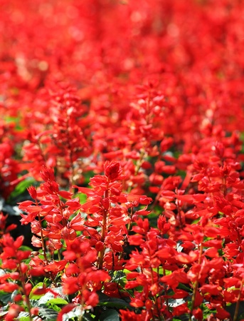 Beautiful Red Flowersの写真素材