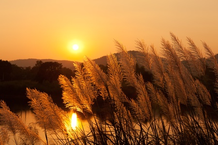 Grass Plumes At Sunsetの写真素材