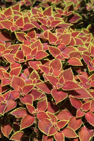 Red Leaf Decorationsの写真素材