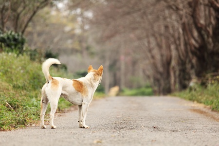 Waiting Lonely Dogの写真素材
