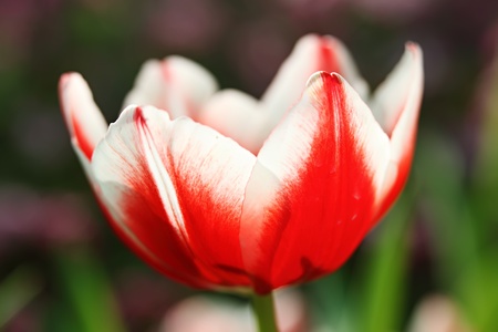 Colorful Tulipの写真素材