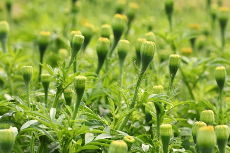 Marigold Flower Before Bloomingの写真素材