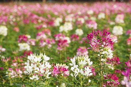 Colorful Tropical Garden Flowerの写真素材