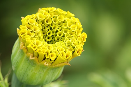 Marigold Flower Before Bloomの写真素材