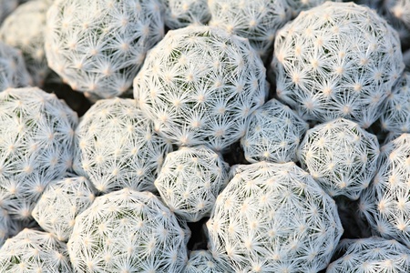 Cactus Thornの写真素材