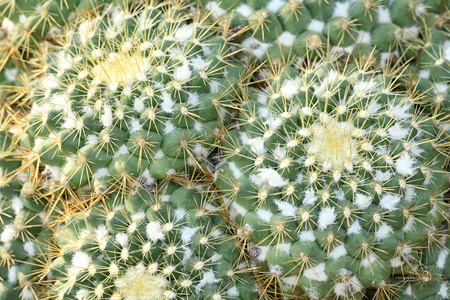 Cactus Thorn