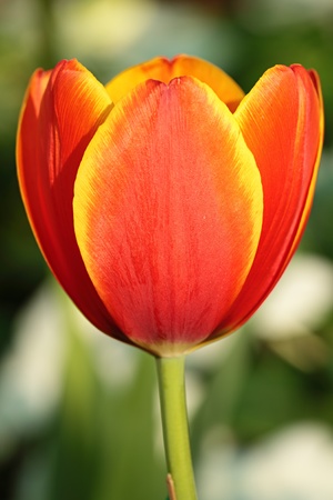 Vivid Orange Tulipの写真素材