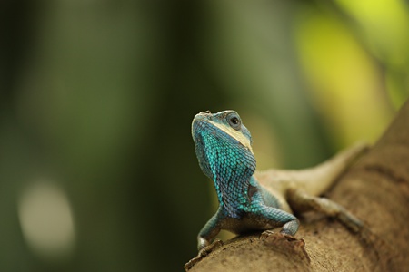Blue Lizard On a Treeの写真素材
