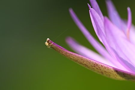 Purple Water Lily Isolatedの写真素材