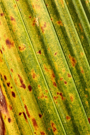 Foilage Backgroundの写真素材