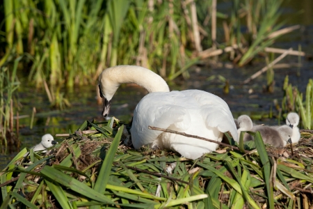 Swan familyの写真素材