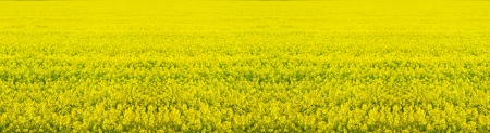 Rape seed fieldの写真素材