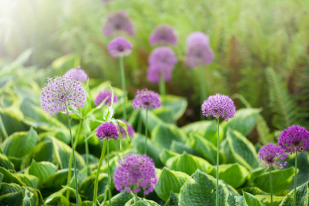 Purple Globe Thistle