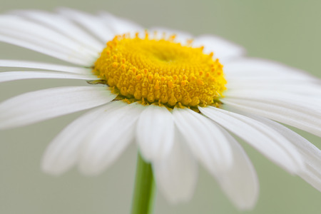 White daisyの写真素材