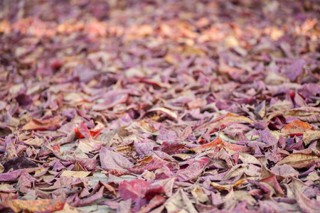 Tropical almond leaves on the ground