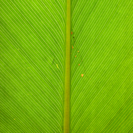 Green leaf texture backgroundの写真素材