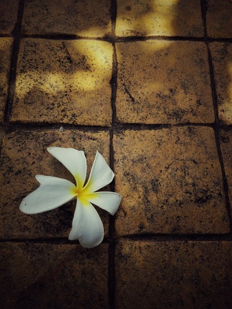 Flower on the groundの素材