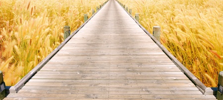 bridge cross apart the grass field