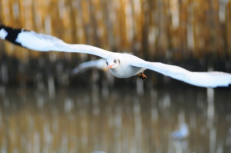 Bird flying and look at the camera