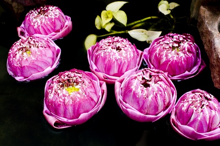 Pink lotus blossoms or water lily flowers blooming on pondの写真素材