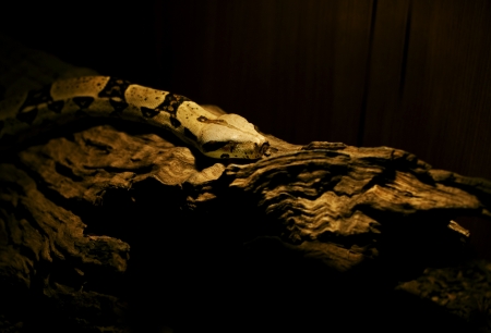 Snake moves out from the dark shadow